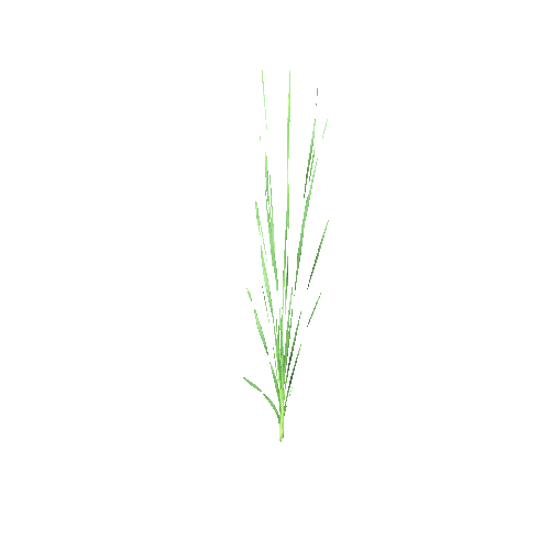 Typha_latifolium_A