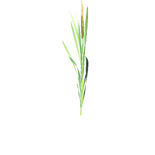Typha_latifolium_B