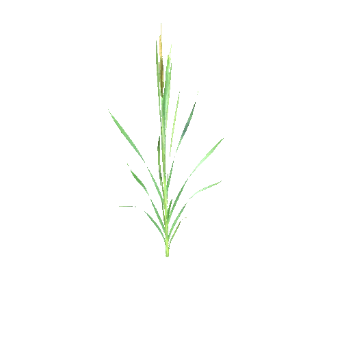 Typha_latifolium_D