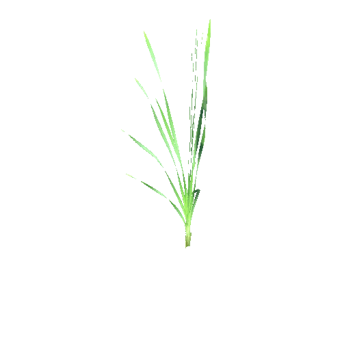 Typha_latifolium_G