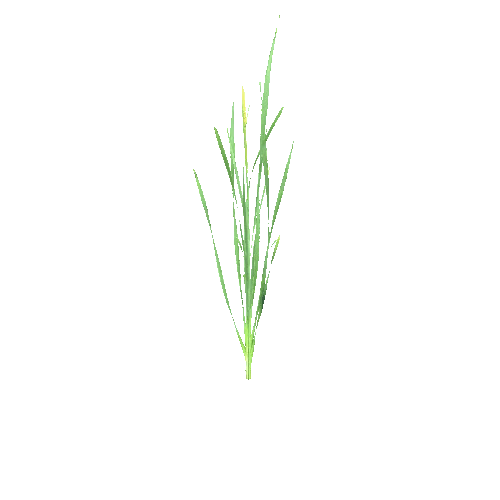Typha_latifolium_H