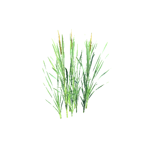 Typha_latifolium_patch