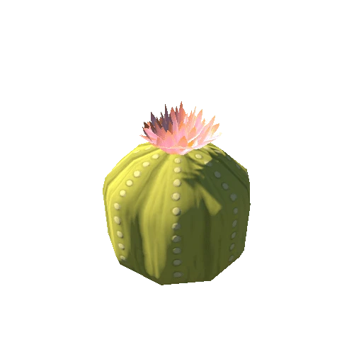 CactusRound02