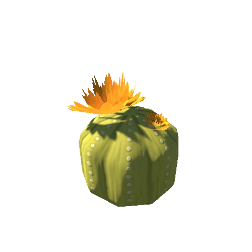 CactusRound04