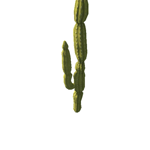 cactus08