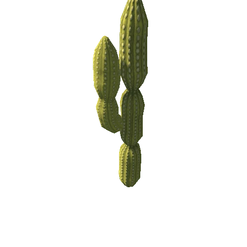 cactus09