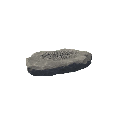 TrilobiteFossil_1