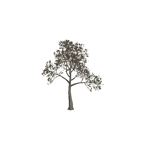 CemeteryTree1