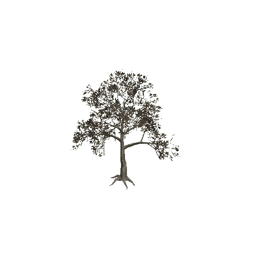 CemeteryTree2