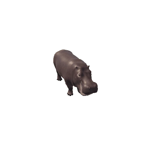 Hippopotamus.C3