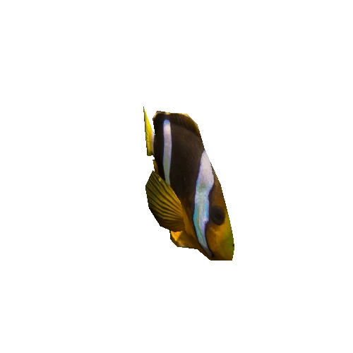 Amphiprion-Clarkii