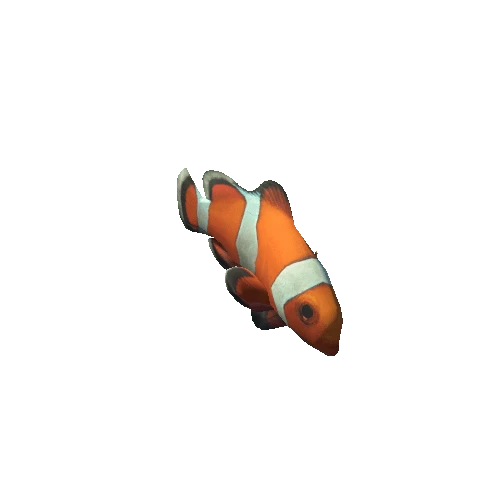 Amphiprion_ocellaris