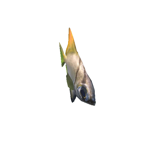 Silver-swallow-fish