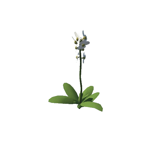 Plant_c_01