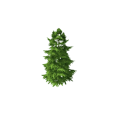 spruce