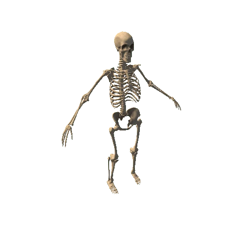 HumanSkeleton_Clean