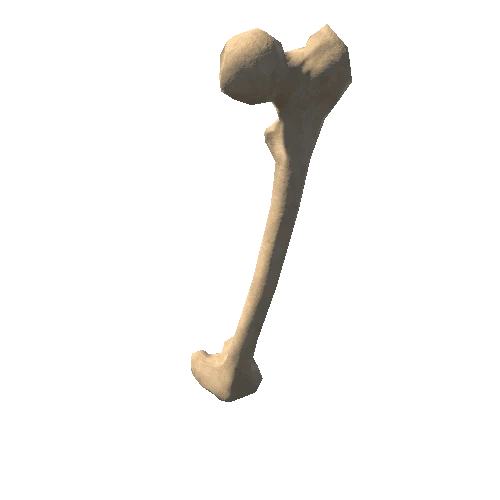 HumanSkeleton_Femur