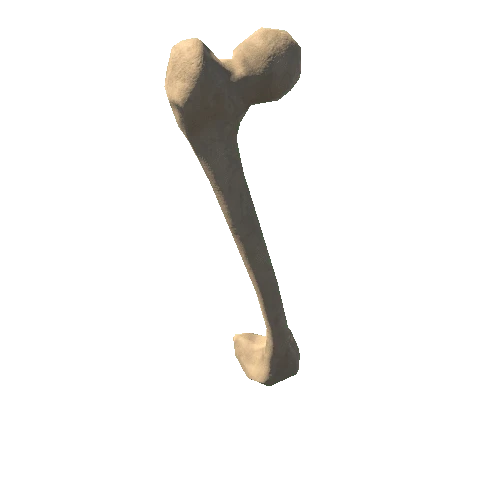 HumanSkeleton_Femur_Left