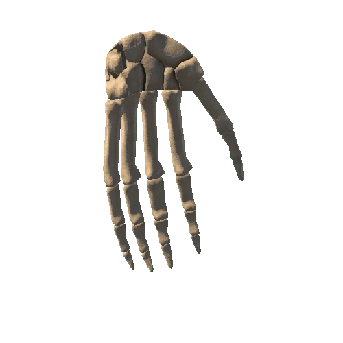 HumanSkeleton_Hand