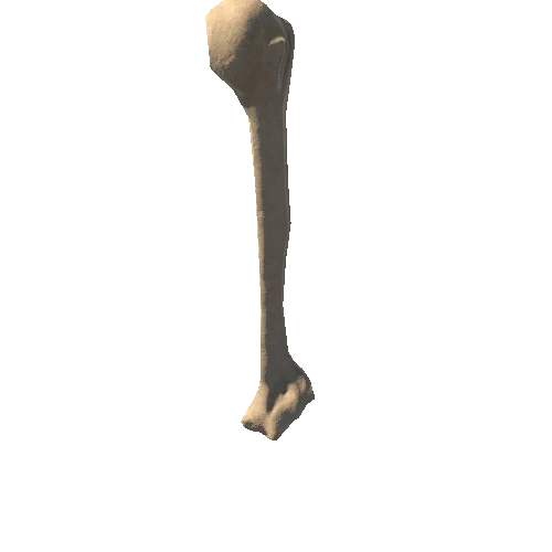 HumanSkeleton_Humerus