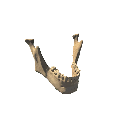 HumanSkeleton_Jaw