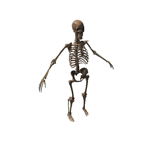 HumanSkeleton_Old