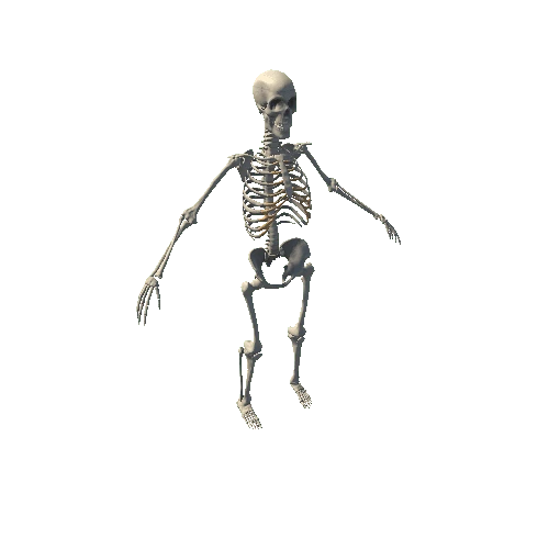 HumanSkeleton_Plastic