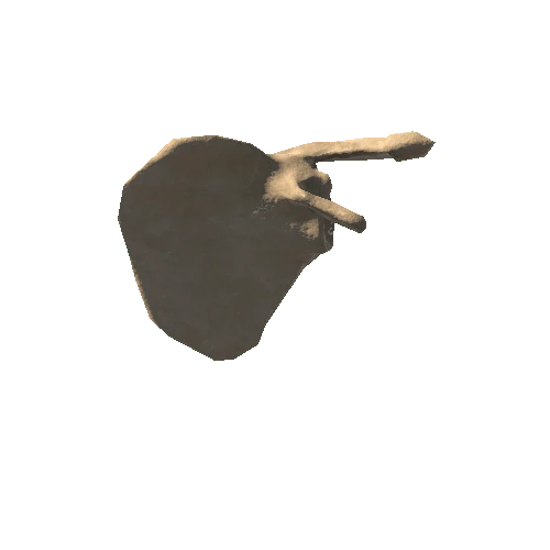 HumanSkeleton_Scapula