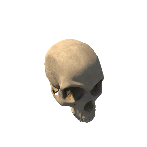 HumanSkeleton_Skull
