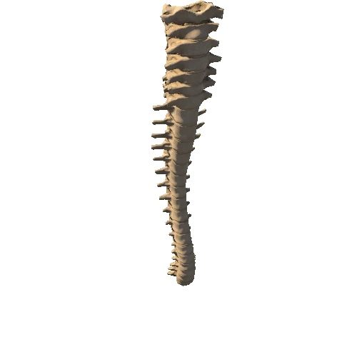 HumanSkeleton_Spine