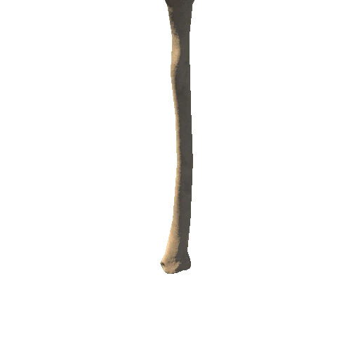 HumanSkeleton_Ulna