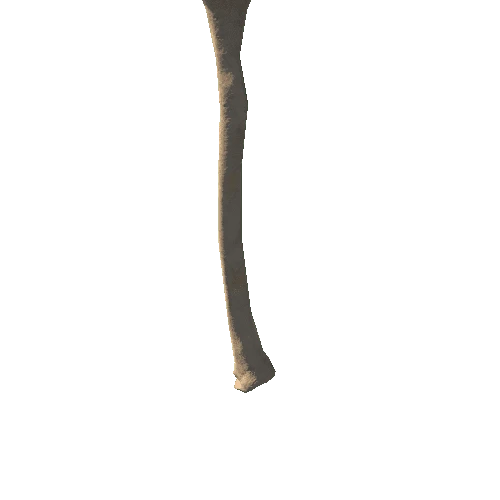 HumanSkeleton_Ulna_Left