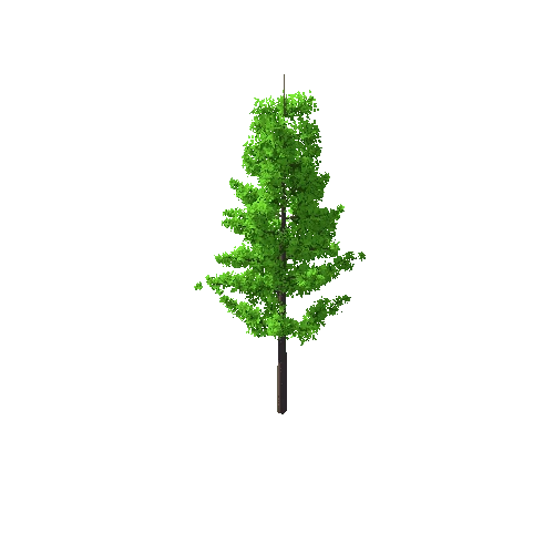 Tree_C_2