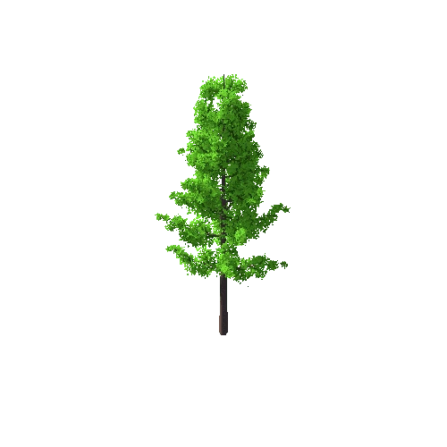 Tree_C_5