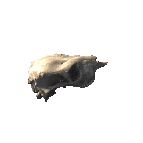 Head7