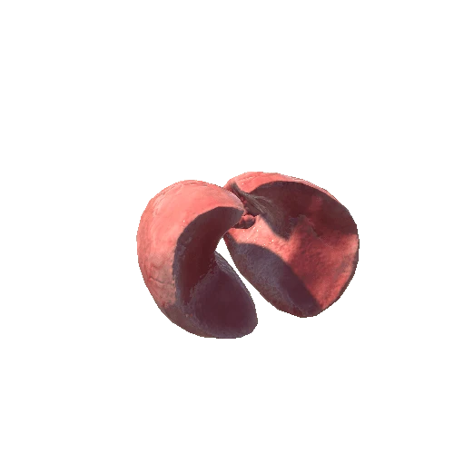 Lungs_1_skin_1