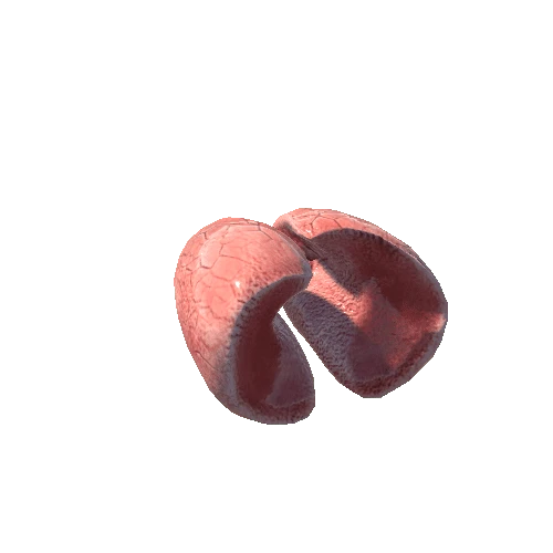 Lungs_2_skin_1