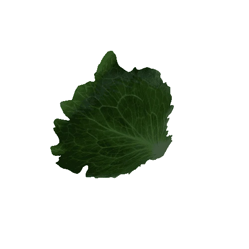 Lettuce