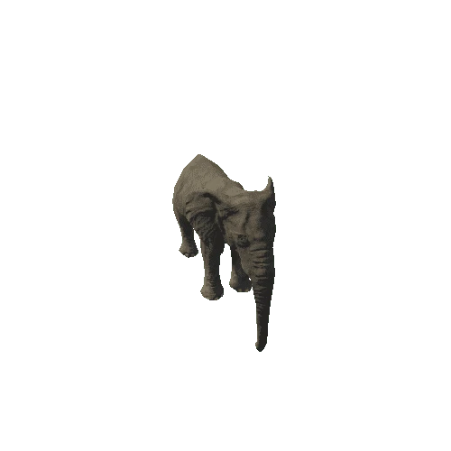 elephant_female_fv_rm_LP