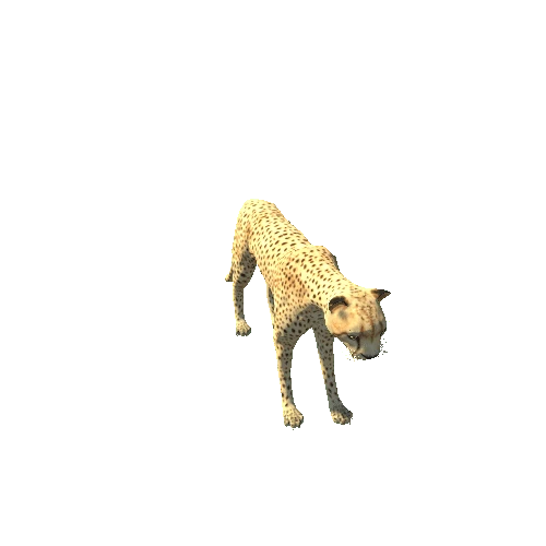 Cheetah_hi
