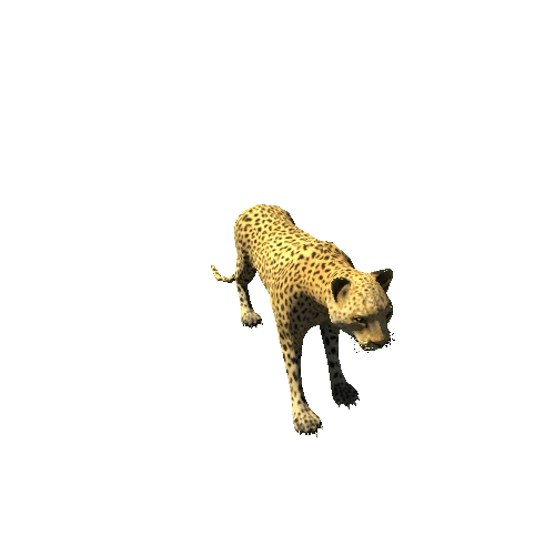 leopard_hi