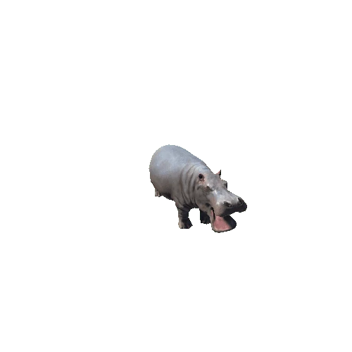 hippopotamus_SV_IP_LP