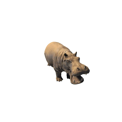 hippopotamus_SV_RM_HP_Dirt