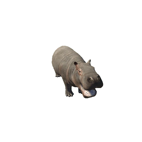 hippopotamus_baby_sv_rm_SHP