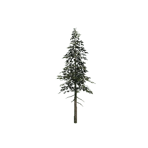 Tree11