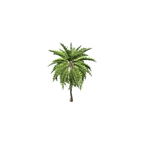 CoconutPalmTree06