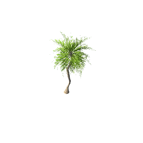 CoconutPalmTree07