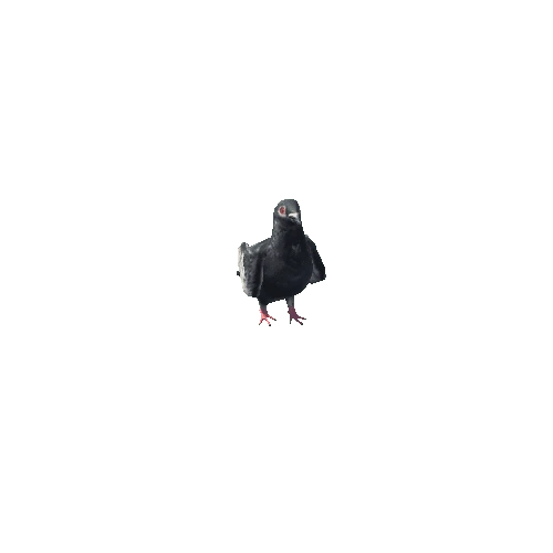 PigeonLODs-D