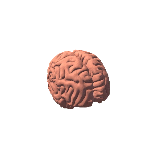 Brain