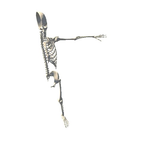 HalfSkeleton